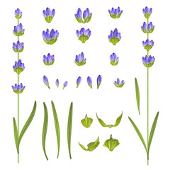 Fotomurales - Set of lavender flower elements. Vector illustration bundle.