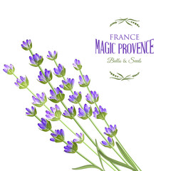 Fotomurales - The lavender elegant card with bouquet of flowers and text. Lavender garland for your text presentation. Label of soap package. Label with lavender flowers. Vector illustration.
