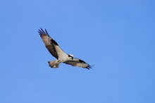 Osprey Soaring High In The Outer Banks Of North Carolina Skies