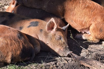 Wall Mural - A group of pig babies resting in a family farm