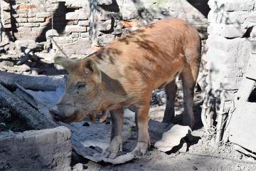 Wall Mural - A female pig in a family farm enjoying the sun