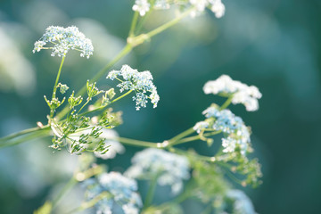 Anise flower field. Food and drinks ingredient