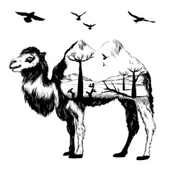 Canvas Print - Vector Double exposure, Hand drawn Camel