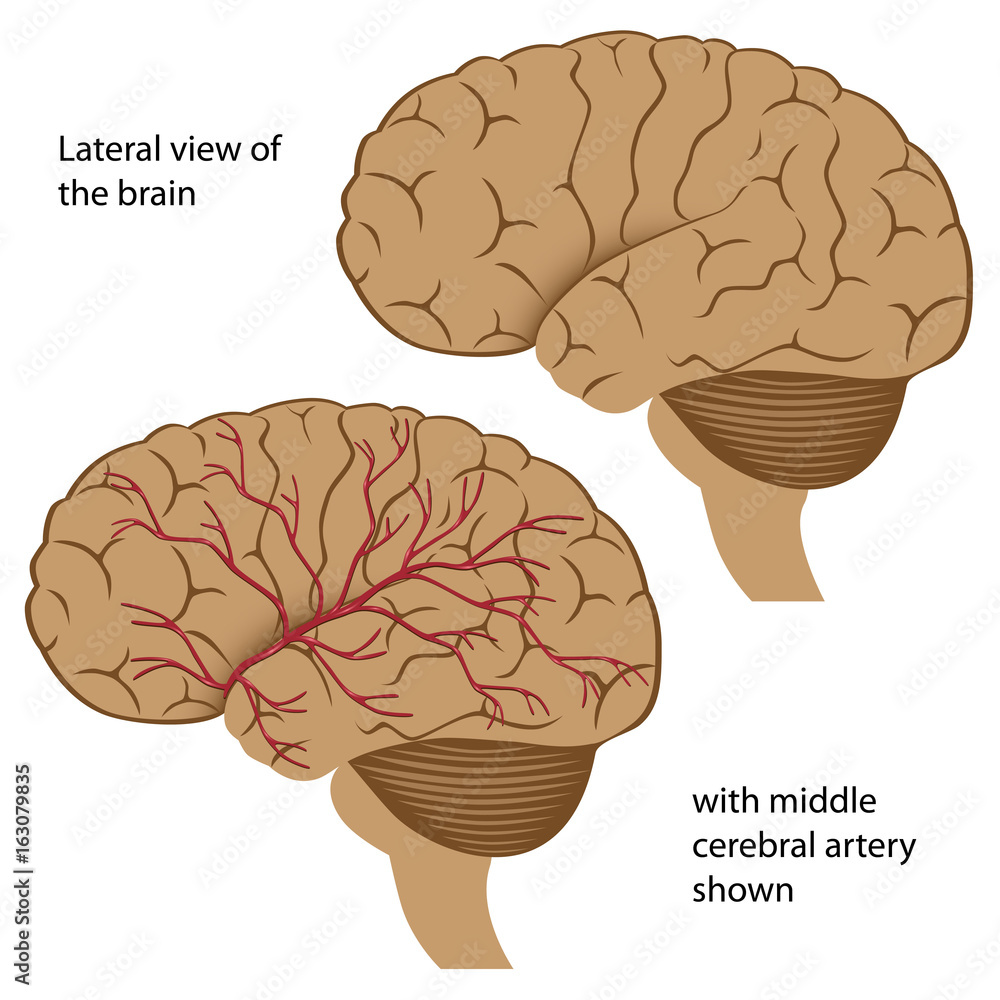 Lateral view of the brain with arteries Stock Illustration | Adobe Stock