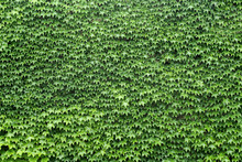 Wall Of Leafs Vine Full Green Texture Background Garden Foliage Nature Pattern