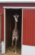 Giraffe in barn