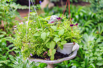 Wall Mural - Bush of basil and flower in cement pot.