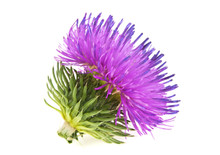 Spring Young Thistle Flower Head On A White Background