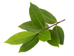 Poster - Laurel (Laurus nobilis)