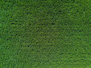 Wall Mural - Aerial view of corn field 