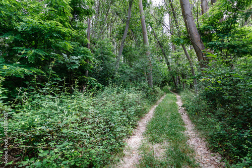 Camino y bosque de chopos. © LFRabanedo
