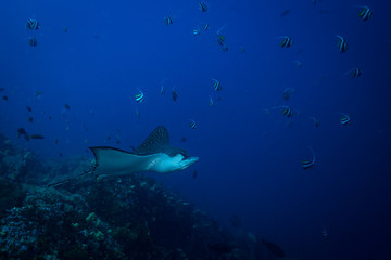 Spotted eagle ray