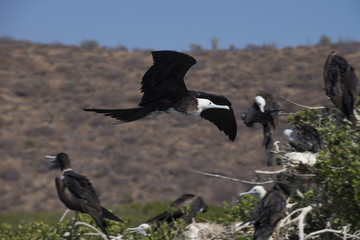 Isla Espiritu Santo, La Paz Baja California Sur. Mexico