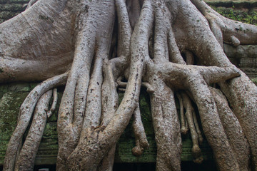 Tree roots covering old walls