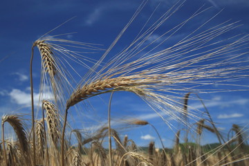 Closeup of golden wheat ears against blue sky. Agricultural field in East Devon, England