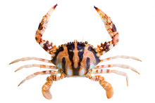 Fresh Crab In Sea Isolated White Background.