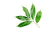 Litchi leaf on a white background.