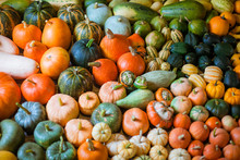 Varieties Of Squashes And Pumpkins