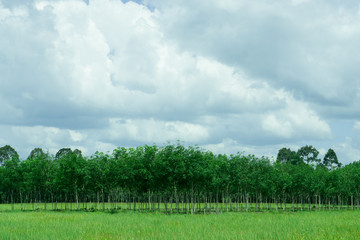 rubber plantation and rice field with blue sky