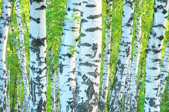 Trunks of a birch grove in the early morning of summer