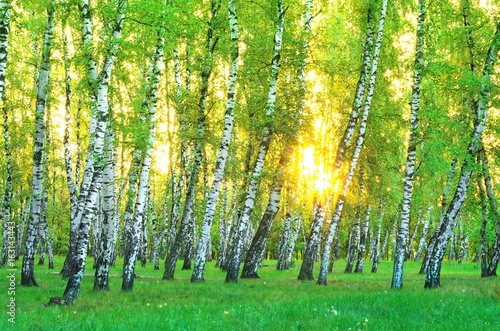 Birch Grove. early morning. The rising sun through the trees. Ukraine.
