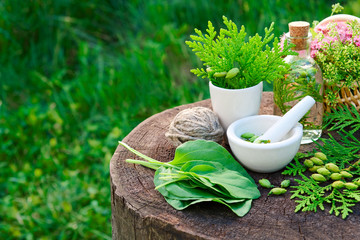 Wall Mural - Bottle of Thuja infusion, tincture or oil, mortar and plantain leaves. Herbal medicine.