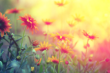 Vintage flower background at sunset light