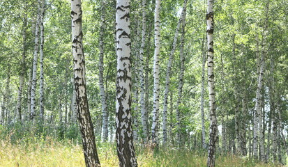  Beautiful white birches in summer in birch grove