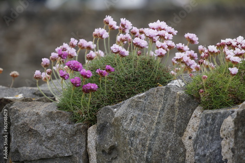 Strand Grasnelken An Der Kuste Schottlands Buy This Stock Photo And Explore Similar Images At Adobe Stock Adobe Stock