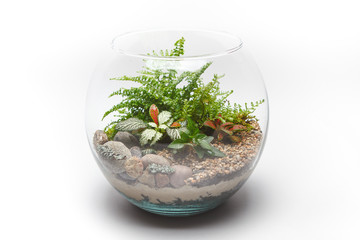 Fern terrarium in a round glass vase isolated on white background 