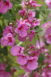 Blüten des Elfensporn (Diascia vigilis) 