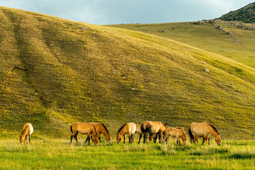 Przewalski Horses (Equus ferus przewalskii) at the meadow in autumn. Hustai National Park, Mongolia.