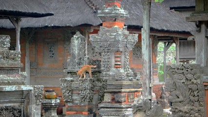 Sticker - Cute Kitten Climbing on Sculptures at Hindu Royal Temple