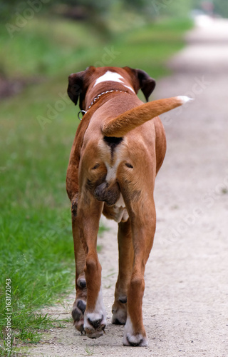 Chien Male Boxer De Dos En Train De Marcher Buy This Stock Photo And Explore Similar Images At Adobe Stock Adobe Stock Chien Male Boxer De Dos En Train De Marcher Buy This Stock Photo And Explore Similar Images At Adobe Stock Adobe Stock