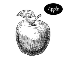 Hand Drawn Sketch Style Fresh Apple.