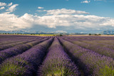 Fototapeta Lawenda - Lavender field