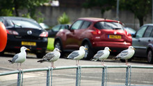 Five Seagulls In A Row On Fence