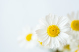 Chamomile or daisy flowers on white background. 