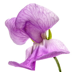 Flowers of sweet pea, isolated on white background