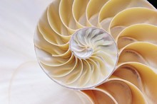 Nautilus Shell Section Spiral Symmetry Fibonacci Half Cross Golden Ratio Structure Growth Close Up Back Lit Mother Of Pearl Close Up ( Pompilius Nautilus ) Stock, Photo, Photograph, Picture, Image