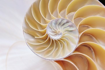 nautilus shell section spiral symmetry Fibonacci half cross golden ratio structure growth close up back lit mother of pearl close up ( pompilius nautilus ) stock, photo, photograph, picture, image