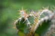 Green Cactus closeup. Thorny fast growing hexagonal shape Cacti perfectly close captured in the desert.