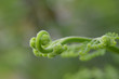 Flowering fern of the springfield on background blur