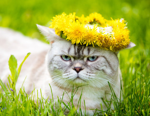 Portrait of a cat, sitting in the grass, crowned with dandelion chaplet