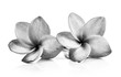 black and white frangipani flowers