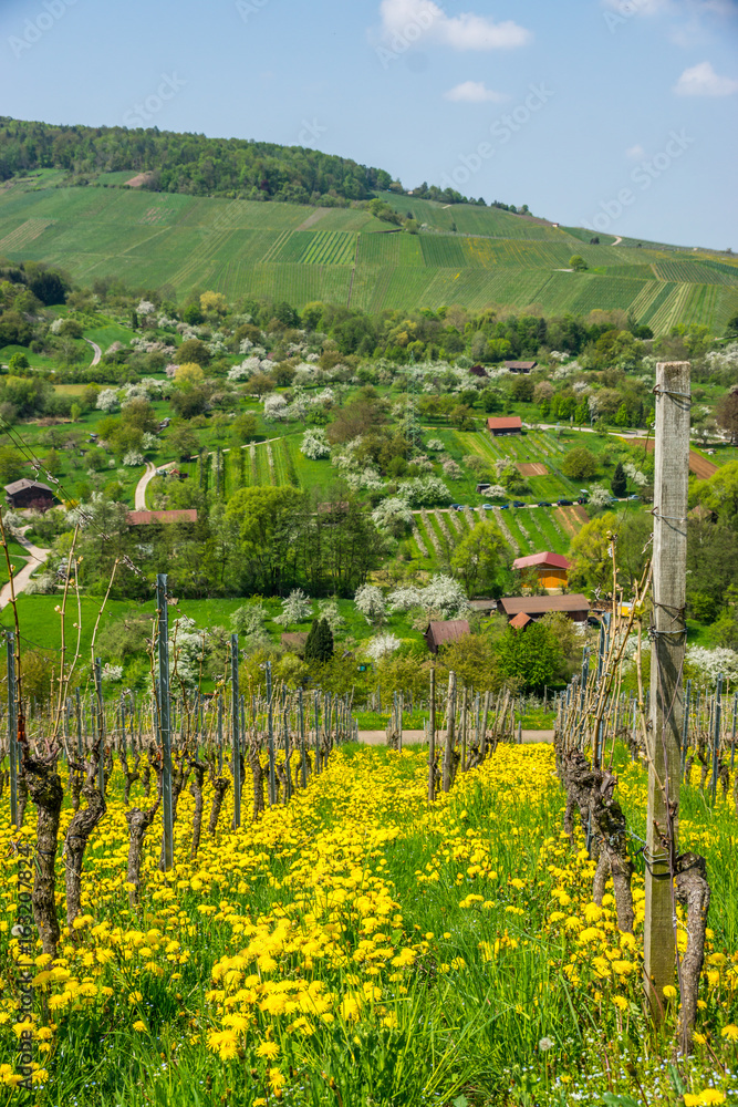 Herbstliche Weinberge in weiter Landschaft