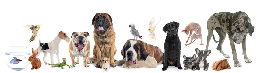 Wall Mural - group of pet