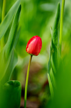 Red Tulip Garden