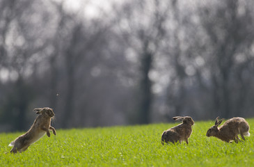 Wall Mural - Brown Hares (lepus europaeus)