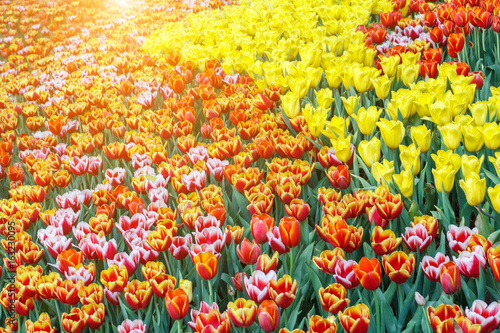 beautiful-tulip-flower-and-green-leaf-background-in-the-garden-at-sunny-summer-or-spring-day